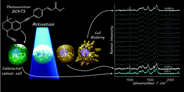 Graphical abstract: Detection and time-tracking activation of a photosensitiser on live single colorectal cancer cells using Raman spectroscopy