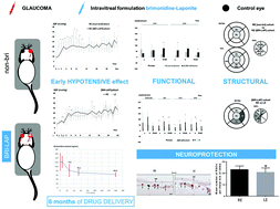 Graphical abstract: Brimonidine-LAPONITE® intravitreal formulation has an ocular hypotensive and neuroprotective effect throughout 6 months of follow-up in a glaucoma animal model