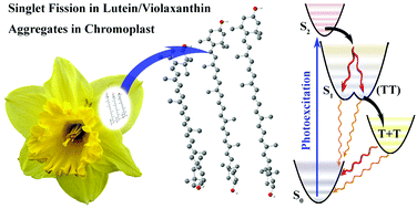 Graphical abstract: Singlet fission in naturally-organized carotenoid molecules