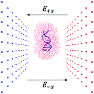Graphical abstract: The influence of external electric fields on proton transfer tautomerism in the guanine–cytosine base pair