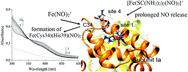 Graphical abstract: Effect of albumin on the transformation of dinitrosyl iron complexes with thiourea ligands