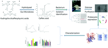 Graphical abstract: Purification, characterization and molecular cloning of a dicaffeoylquinic acid-hydrolyzing esterase from human-derived Lactobacillus fermentum LF-12