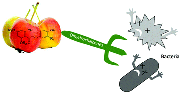 Graphical abstract: Dihydrochalcones in Malus inhibit bacterial growth by reducing cell membrane integrity