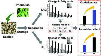 Graphical abstract: Oxidation kinetics of polyunsaturated fatty acids esterified into triacylglycerols and phospholipids in dried scallop (Argopecten irradians) adductor muscles during storage