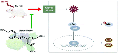 Graphical abstract: Pterostilbene alleviates cerebral ischemia and reperfusion injury in rats by modulating microglial activation