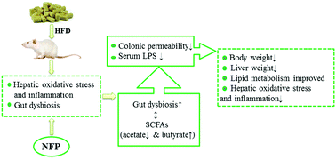 Graphical abstract: Alleviating effects of noni fruit polysaccharide on hepatic oxidative stress and inflammation in rats under a high-fat diet and its possible mechanisms