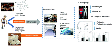 Graphical abstract: Chronic flavanol-rich cocoa powder supplementation reduces body fat mass in endurance athletes by modifying the follistatin/myostatin ratio and leptin levels