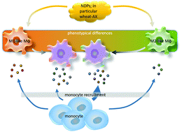 Graphical abstract: Wheat-derived arabinoxylans reduced M2-macrophage functional activity, but enhanced monocyte-recruitment capacity