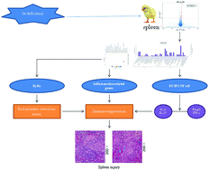 Graphical abstract: Selenium deficiency causes immune damage by activating the DUSP1/NF-κB pathway and endoplasmic reticulum stress in chicken spleen