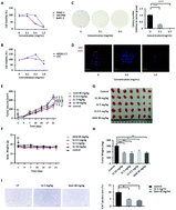 Graphical abstract: Corn silk crude polysaccharide exerts anti-pancreatic cancer activity by blocking the EGFR/PI3K/AKT/CREB signaling pathway