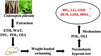 Graphical abstract: Antifatigue and antihypoxia activities of oligosaccharides and polysaccharides from Codonopsis pilosula in mice