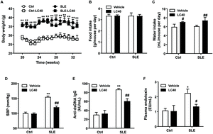 Graphical abstract: Lactobacillus fermentum CECT5716 prevents renal damage in the NZBWF1 mouse model of systemic lupus erythematosus