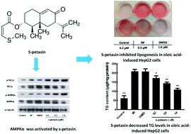 Graphical abstract: S-petasin inhibits lipid accumulation in oleic acid-induced HepG2 cells through activation of the AMPK signaling pathway