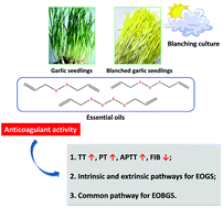 Graphical abstract: A comparative analysis of the essential oils from two species of garlic seedlings cultivated in China: chemical profile and anticoagulant potential