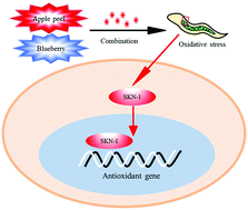 Graphical abstract: SKN-1 is involved in combination of apple peels and blueberry extracts synergistically protecting against oxidative stress in Caenorhabditis elegans