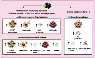 Graphical abstract: Immunomodulatory activity and protective effects of chokeberry fruit extract on Listeria monocytogenes infection in mice