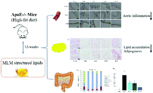 Graphical abstract: Medium-, long- and medium-chain-type structured lipids ameliorate high-fat diet-induced atherosclerosis by regulating inflammation, adipogenesis, and gut microbiota in ApoE−/− mice