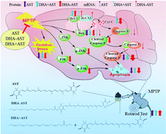 Graphical abstract: Docosahexaenoic acid-acylated astaxanthin ester exhibits superior performance over non-esterified astaxanthin in preventing behavioral deficits coupled with apoptosis in MPTP-induced mice with Parkinson's disease