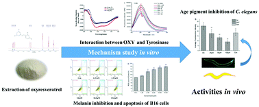 Graphical abstract: Oxyresveratrol extracted from Artocarpus heterophyllus Lam. inhibits tyrosinase and age pigments in vitro and in vivo