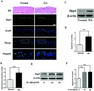 Graphical abstract: Grape seed procyanidins suppress the apoptosis and senescence of chondrocytes and ameliorates osteoarthritis via the DPP4-Sirt1 pathway