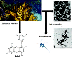 Graphical abstract: Ecklonia radiata extract containing eckol protects neuronal cells against Aβ1–42 evoked toxicity and reduces aggregate density