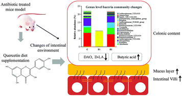 Graphical abstract: Quercetin improves gut dysbiosis in antibiotic-treated mice