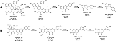 Graphical abstract: Ononis spinosa L., an edible and medicinal plant: UHPLC-LTQ-Orbitrap/MS chemical profiling and biological activities of the herbal extract
