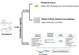 Graphical abstract: Oenothein B boosts antioxidant capacity and supports metabolic pathways that regulate antioxidant defense in Caenorhabditis elegans