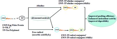Graphical abstract: Sonochemical effects on the structure and antioxidant activity of egg white protein–tea polyphenol conjugates