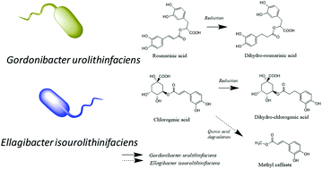 Graphical abstract: Metabolism of different dietary phenolic compounds by the urolithin-producing human-gut bacteria Gordonibacter urolithinfaciens and Ellagibacter isourolithinifaciens