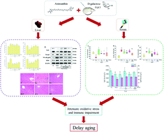 Graphical abstract: Astaxanthin attenuates oxidative stress and immune impairment in d-galactose-induced aging in rats by activating the Nrf2/Keap1 pathway and suppressing the NF-κB pathway