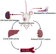 Graphical abstract: Discovery of a novel rice-derived peptide with significant anti-gout potency