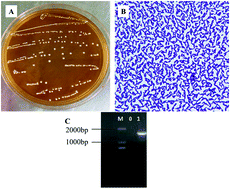Graphical abstract: Lactobacillus fermentum CQPC06 in naturally fermented pickles prevents non-alcoholic fatty liver disease by stabilizing the gut–liver axis in mice