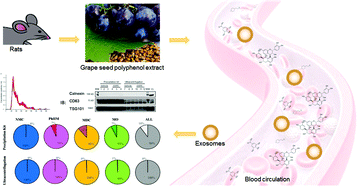 Graphical abstract: Exosomes transport trace amounts of (poly)phenols