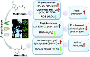 Graphical abstract: Melatonin as an inducer of arecoline and their coordinated roles in anti-oxidative activity and immune responses