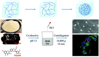 Graphical abstract: Hydrophilic co-assemblies of two hydrophobic biomolecules improving the bioavailability of silybin