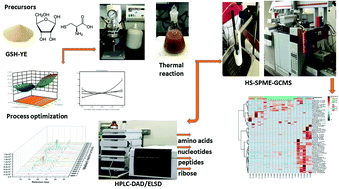 Graphical abstract: Formation of beef-like odorants from glutathione-enriched yeast extract via Maillard reaction