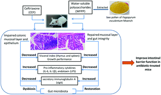 Graphical abstract: A polysaccharide from Fagopyrum esculentum Moench bee pollen alleviates microbiota dysbiosis to improve intestinal barrier function in antibiotic-treated mice
