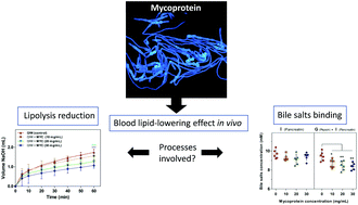 Graphical abstract: Mycoprotein ingredient structure reduces lipolysis and binds bile salts during simulated gastrointestinal digestion