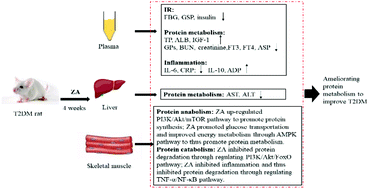 Graphical abstract: Zanthoxylum alkylamides ameliorate protein metabolism in type 2 diabetes mellitus rats by regulating multiple signaling pathways