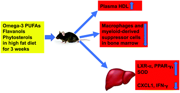 Graphical abstract: Protective effects of a unique combination of nutritionally active ingredients on risk factors and gene expression associated with atherosclerosis in C57BL/6J mice fed a high fat diet