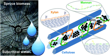 Graphical abstract: Influence of the molecular motifs of mannan and xylan populations on their recalcitrance and organization in spruce softwoods
