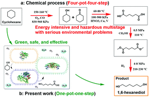 Graphical abstract: One-pot biosynthesis of 1,6-hexanediol from cyclohexane by de novo designed cascade biocatalysis