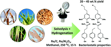Graphical abstract: Reductive catalytic fractionation of agricultural residue and energy crop lignin and application of lignin oil in antimicrobials