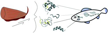 Graphical abstract: Hormone-like conopeptides – new tools for pharmaceutical design