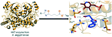 Graphical abstract: A second generation of 1,2,4-oxadiazole derivatives with enhanced solubility for inhibition of 3-hydroxykynurenine transaminase (HKT) from Aedes aegypti