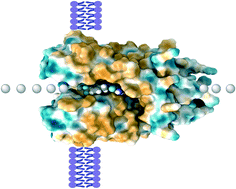 Graphical abstract: Chemical modulation of Kv7 potassium channels