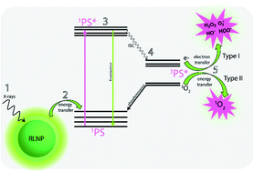 Graphical abstract: Investigating the reactive oxygen species production of Rose Bengal and Merocyanine 540-loaded radioluminescent nanoparticles