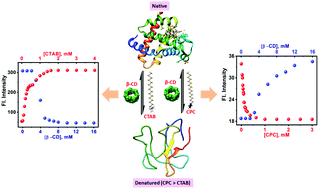Graphical abstract: Structural alteration of myoglobin with two homologous cationic surfactants and effect of β-cyclodextrin: multifaceted insight and molecular docking study
