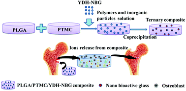 Graphical abstract: The effect of ethenyltrimethoxysilane modification of nano bioactive glass on the physiochemical and mechanical properties and in vitro bioactivity of poly(lactide-co-glycolide)/poly(trimethylene carbonate) composite